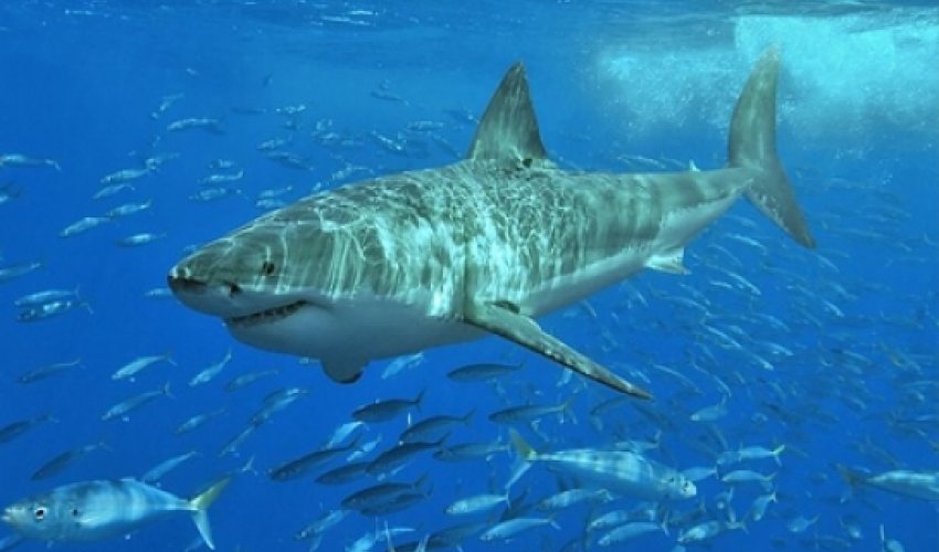 Sharks begin using Twitter to warn surfers
