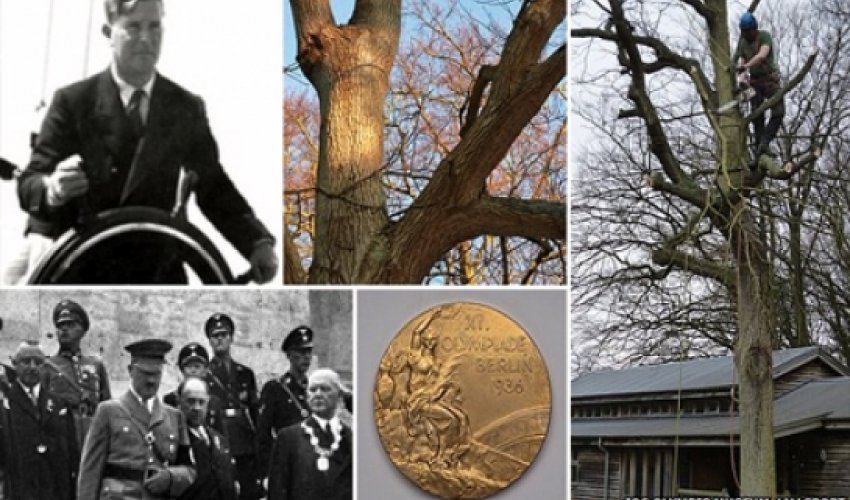 Surgeon saves 'last Hitler's oak' Surgeon saves 'last Hitler's oak'