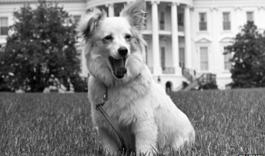 Pushinka: A Cold War puppy the Kennedys loved Pushinka: A Cold War puppy the Kennedys loved
