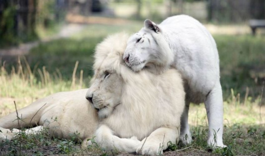 These brothers are the worlds first white ligers - PHOTO