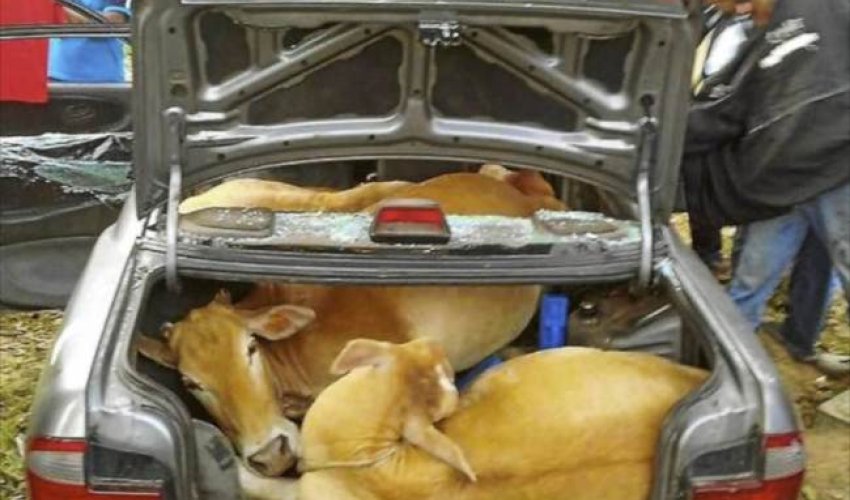 Escape plan foiled after crooks stuff cattle in car - PHOTO Escape plan foiled after crooks stuff cattle in car - PHOTO