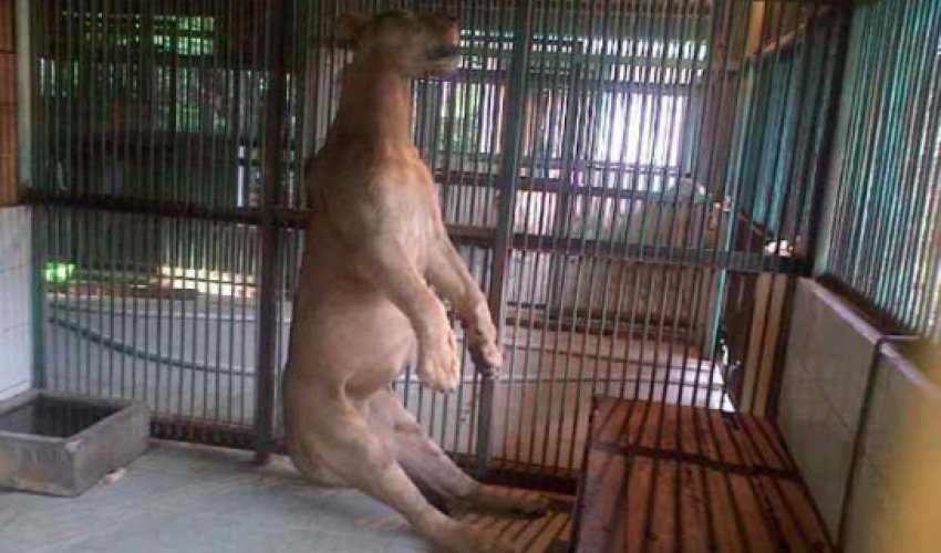 Dead lion found hanging in its cage