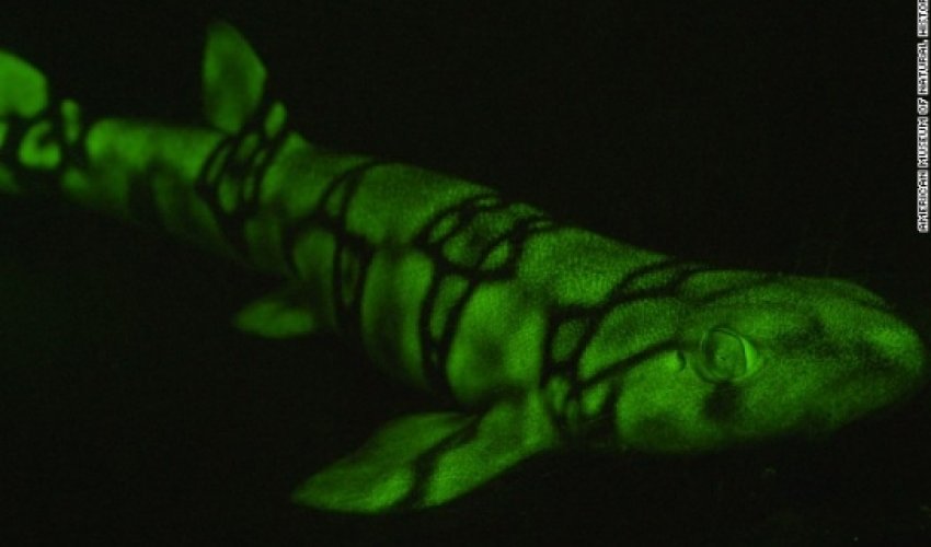 Fish put on new light - PHOTO