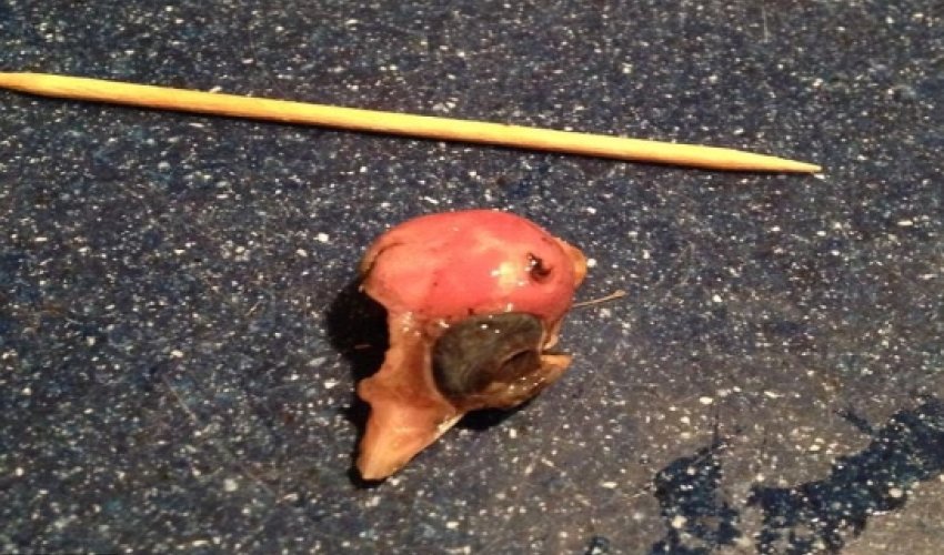 Woman discovers bird skull in bag of frozen spinach - PHOTO