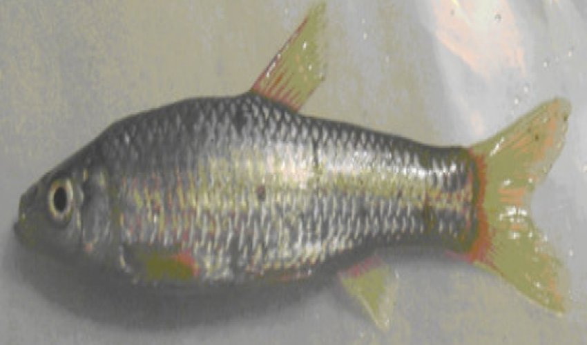 Two new fish species found in Azerbaijan - PHOTO Two new fish species found in Azerbaijan - PHOTO