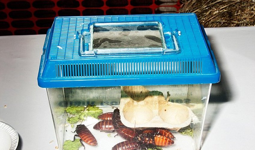 Introducing the weird and wonderful world of niche animal shows - PHOTO