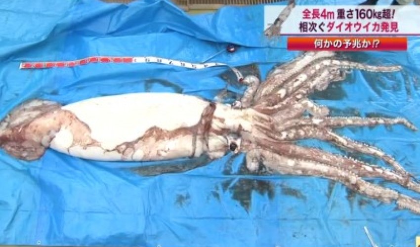 Elusive giant squid found in fishing net - PHOTO+VIDEO Elusive giant squid found in fishing net - PHOTO+VIDEO