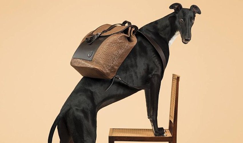 Italian fashion label hires greyhounds to model their clothes - PHOTO