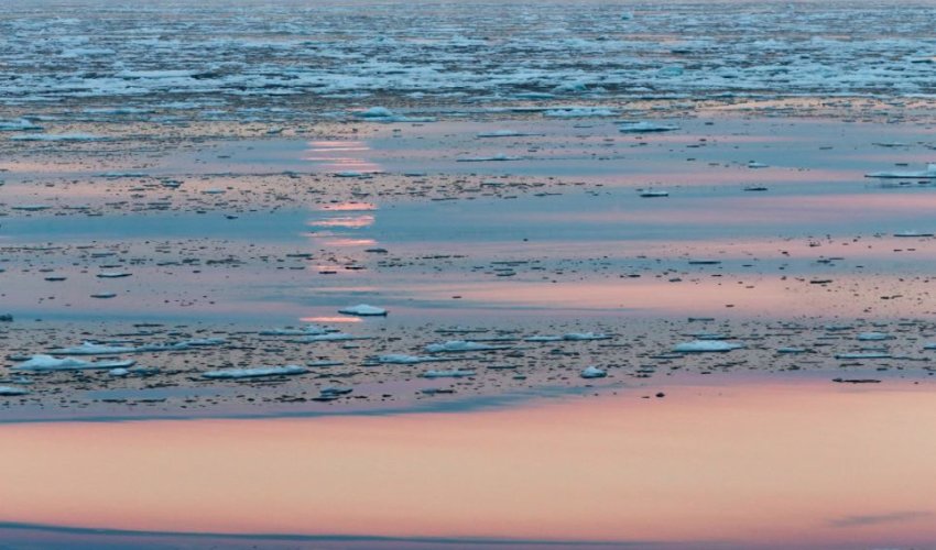 Polar bear takes a nap under a full moon - PHOTO Polar bear takes a nap under a full moon - PHOTO