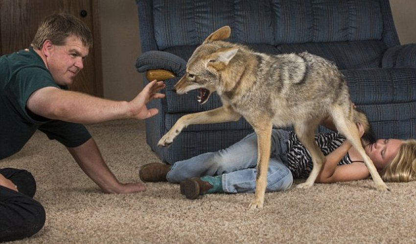 Wiley the coyote, the family pet who likes to sit by the fire - PHOTO Wiley the coyote, the family pet who likes to sit by the fire - PHOTO