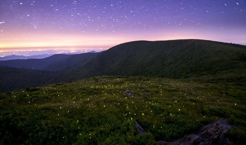 Mesmering images of fireflies caught using long exposure photography - PHOTO