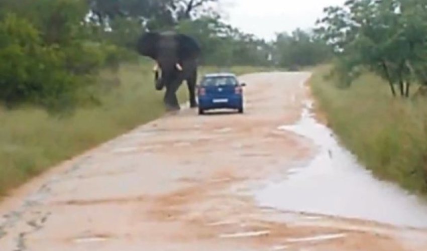 Teacher was gored by an elephant through her door - PHOTO+VIDEO Teacher was gored by an elephant through her door - PHOTO+VIDEO