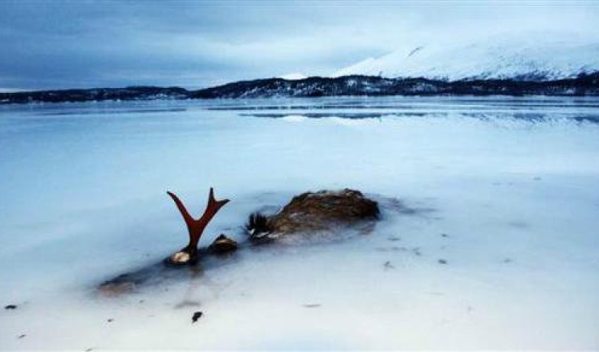 The sea froze so fast that it killed thousands of fish instantly - PHOTO The sea froze so fast that it killed thousands of fish instantly - PHOTO