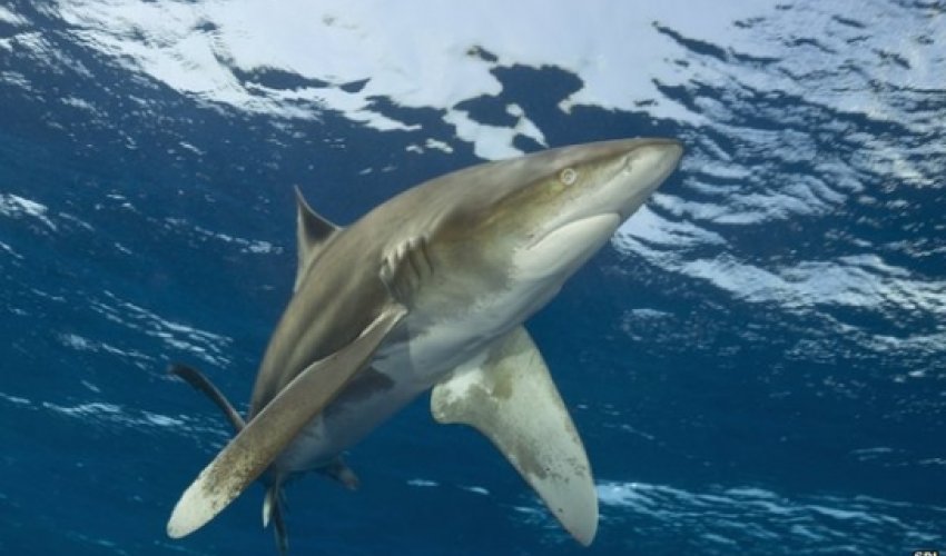 Giant US trade deal might weaken shark fin ban Giant US trade deal might weaken shark fin ban