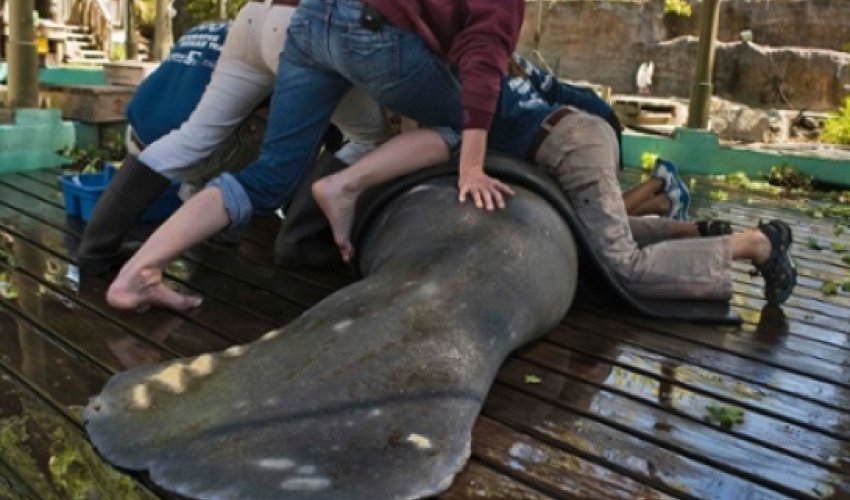 Where have all sea cows gone? Where have all sea cows gone?