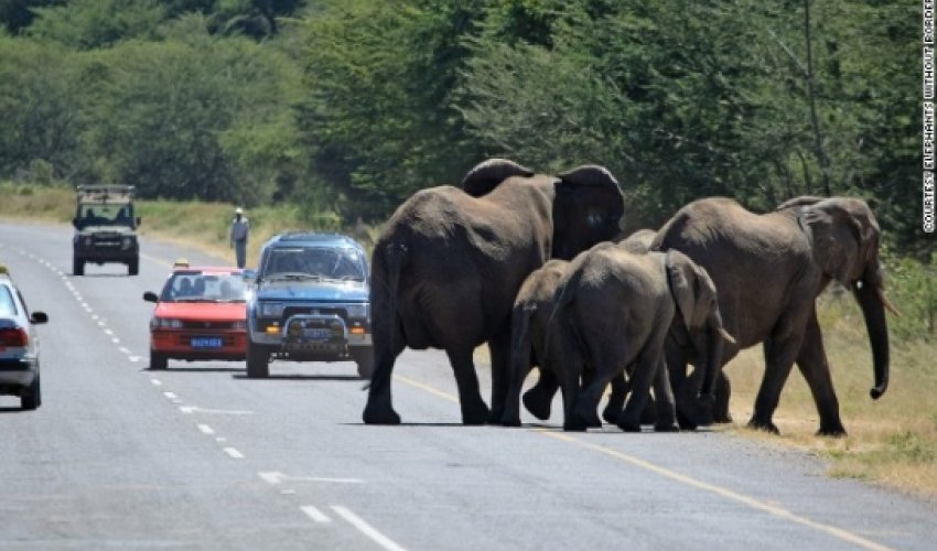 Why did the elephant cross the road?