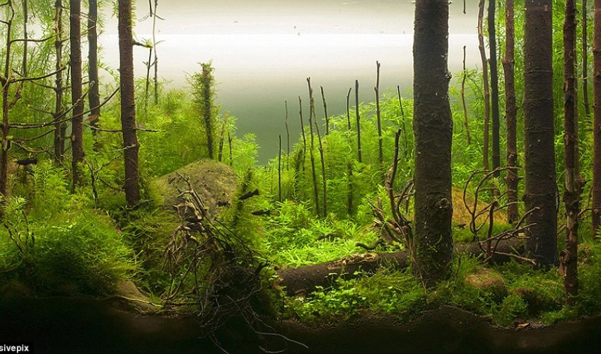 Welcome to the highly competitive sport of aquascaping - PHOTO+VIDEO