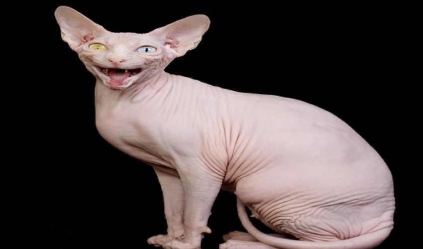 Gina the odd-eyed cat is a prize-winning champion - PHOTO