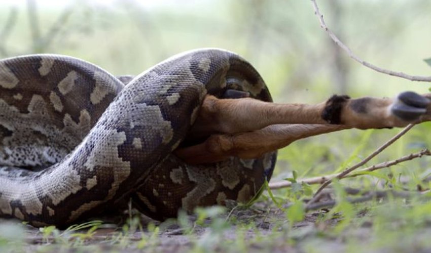 Python swallows whole antelope in under an hour - PHOTO+VIDEO Python swallows whole antelope in under an hour - PHOTO+VIDEO