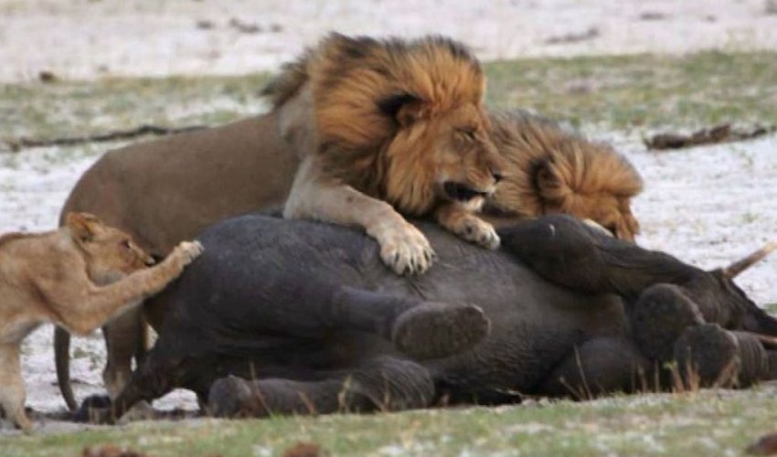 Watch moment hungry lion takes down fleeing elephant on his OWN - PHOTO+VIDEO Watch moment hungry lion takes down fleeing elephant on his OWN - PHOTO+VIDEO