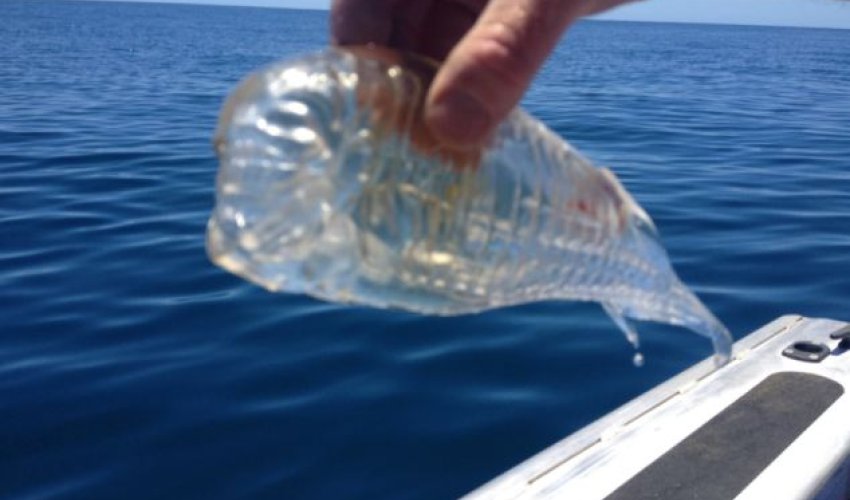 Transparent fish! - PHOTO Transparent fish! - PHOTO