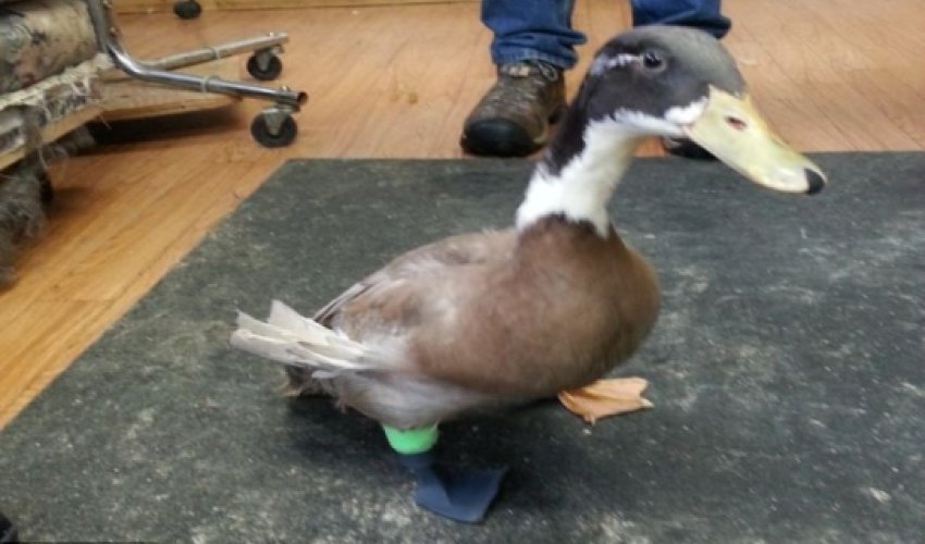 Dudley the duckling takes his first steps on a 3D printed leg