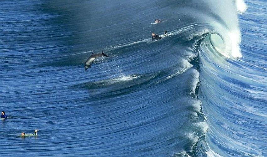 Dolphin puts surfer to shame by making light work of waves - PHOTO