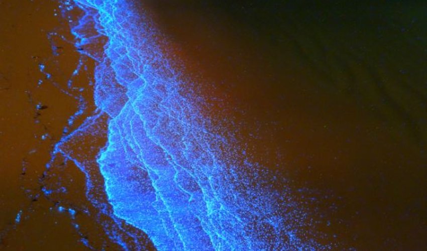 The magical glow-in the dark beach - PHOTO The magical glow-in the dark beach - PHOTO
