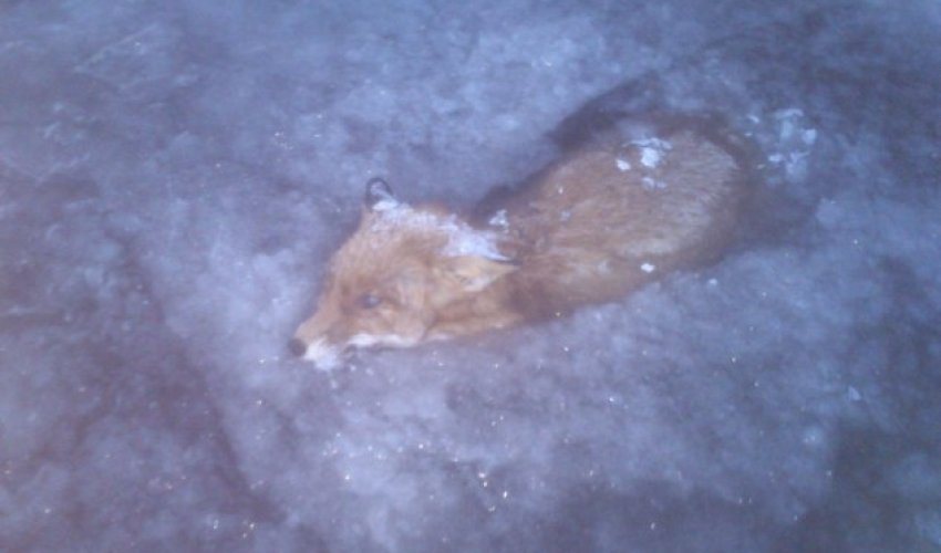 Fox becomes latest victim of Scandinavian chill after freezing in a lake - PHOTO Fox becomes latest victim of Scandinavian chill after freezing in a lake - PHOTO