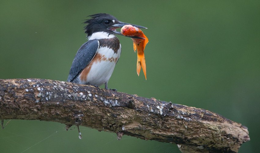 Kingfisher catches huge goldfish and wolfs it down in a single gulp - PHOTO Kingfisher catches huge goldfish and wolfs it down in a single gulp - PHOTO
