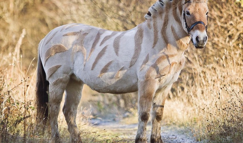 Pony resembles a ZEBRA after having shapes shaved into coat and mane - PHOTO Pony resembles a ZEBRA after having shapes shaved into coat and mane - PHOTO