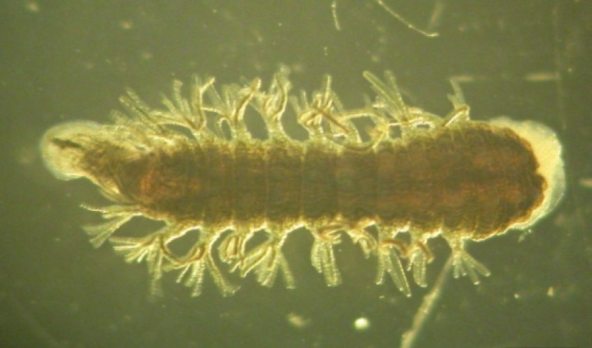 This 'Super Leech' Can Survive At -320 Degrees