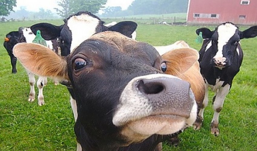 Man accused of performing sex acts with cow and sheep Man accused of performing sex acts with cow and sheep