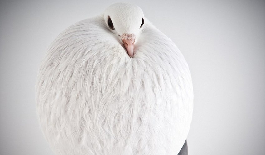 Here are some pigeons modelling, just because - PHOTO Here are some pigeons modelling, just because - PHOTO