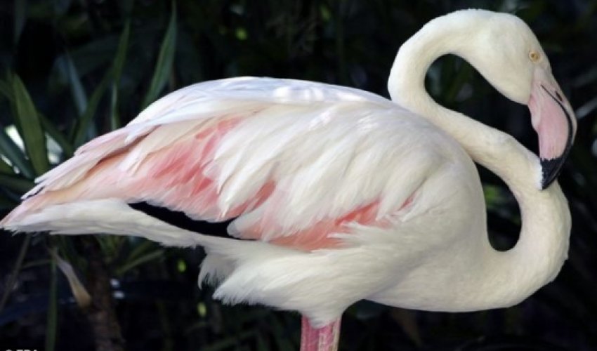 World's oldest flamingo dies aged 83