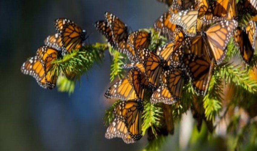 Monarch Butterfly Populations Hit Record-Low Monarch Butterfly Populations Hit Record-Low