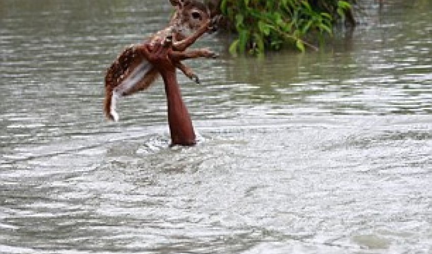 Heroic boy risks his life to save a drowning fawn - PHOTO Heroic boy risks his life to save a drowning fawn - PHOTO
