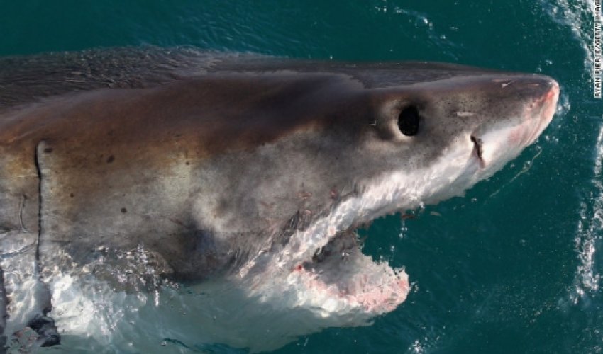 Shark's 'man-eater' image undergoes makeover