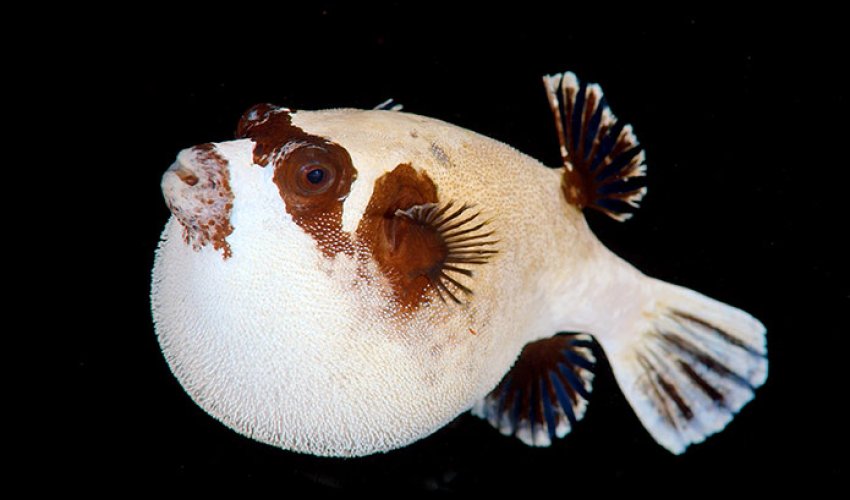 Underwater nightlife in the Red Sea - PHOTO