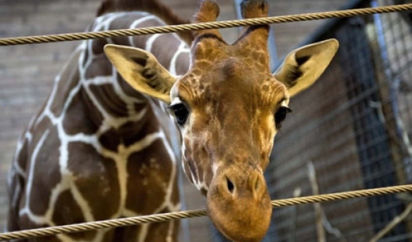 Second giraffe named Marius at risk of being put down in Denmark