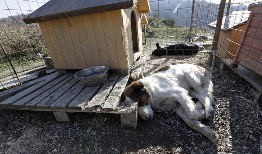 Dog lover Oleg Deripaska builds shelter for animals above Sochi - PHOTO Dog lover Oleg Deripaska builds shelter for animals above Sochi - PHOTO