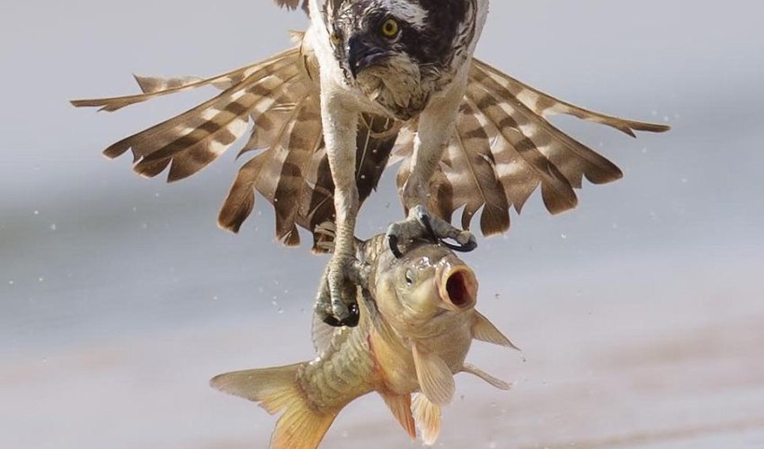 Osprey swoops to seize the prey - PHOTO Osprey swoops to seize the prey - PHOTO