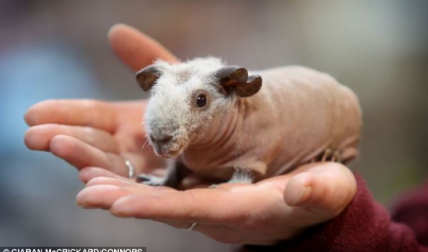 Introducing Britain’s newest pet craze…the skinny pig - PHOTO Introducing Britain’s newest pet craze…the skinny pig - PHOTO