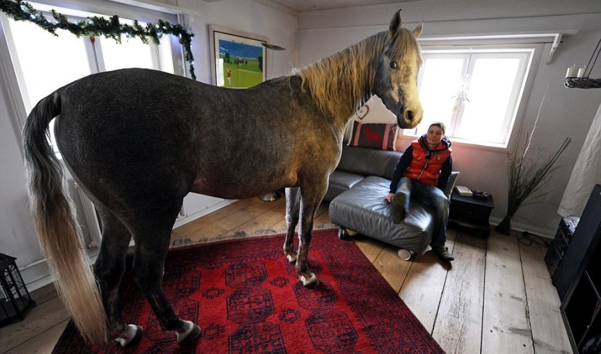 Nasar the horse sheltered from storms in owner's house - PHOTO Nasar the horse sheltered from storms in owner's house - PHOTO