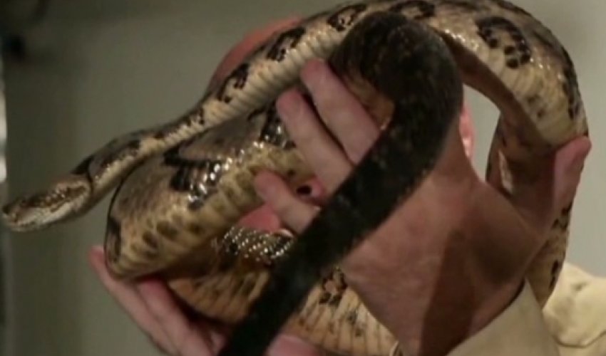 A faithful death: Why a snake handler refused treatment