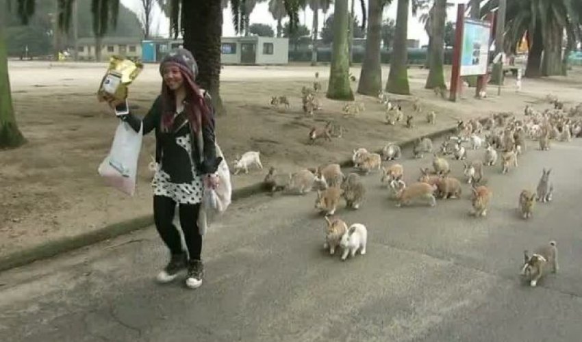 Woman flees bunny stampede on Japan's Rabbit Island - PHOTO+VIDEO