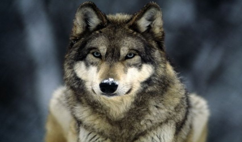 US luger ‘spots wolf wandering down her hall’ - VIDEO