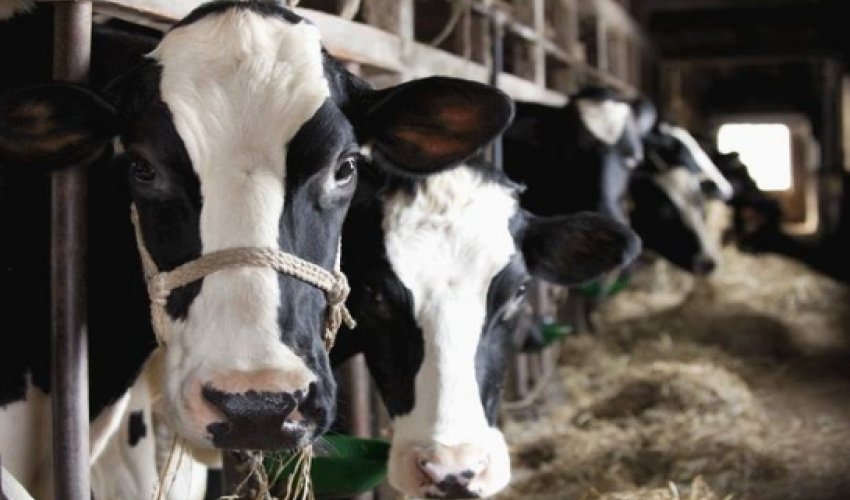 Cows make more milk when listening to slow jams Cows make more milk when listening to slow jams