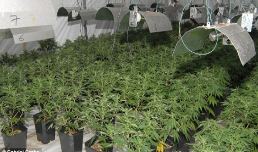 How cannabis puts teenage brain at risk
