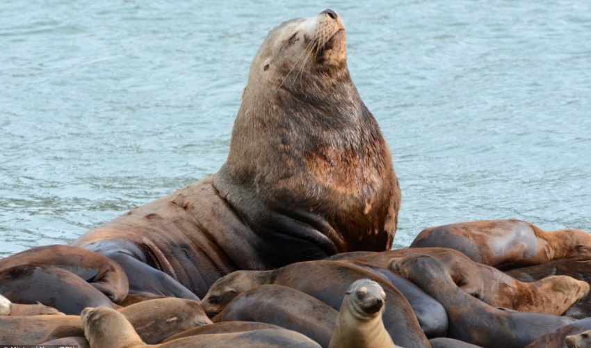 A gigantic Steller sea lion visits a group of smaller relatives - PHOTO A gigantic Steller sea lion visits a group of smaller relatives - PHOTO